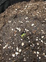 Honey Peach Auto CBD®. Week 0