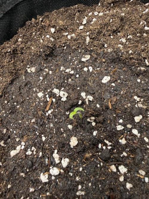 2x Sweet Seeds Honey Peach Auto. Week 0