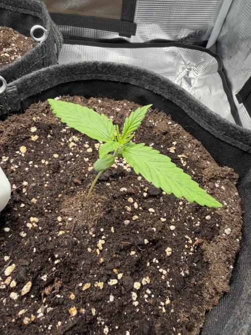 Honey Peach Auto CBD®. Week 1