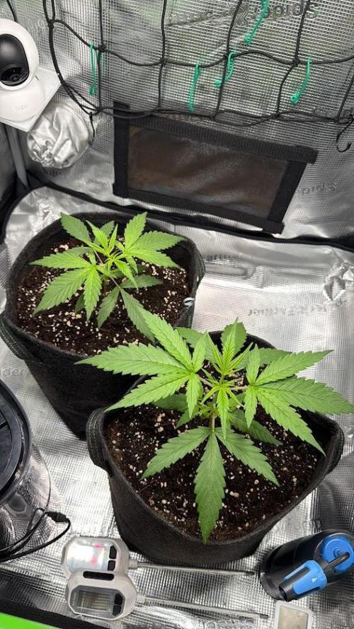 Honey Peach Auto CBD®. Week 2