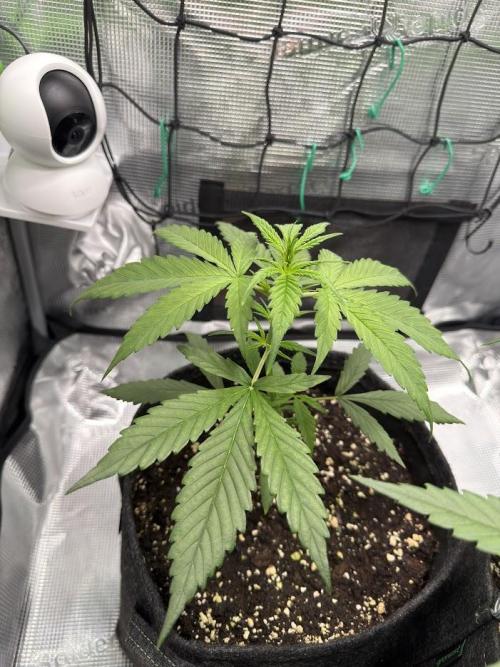 Sweet Seeds Honey Peach Auto / 2026. Week 3