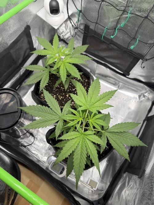 Sweet Seeds Honey Peach Auto / 2026. Week 3