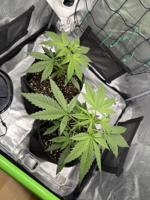 Sweet Seeds Honey Peach Auto / 2026. Week 3