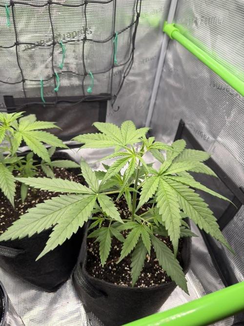 Honey Peach Auto CBD®. Week 3