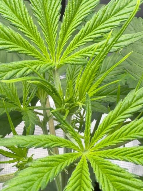 Honey Peach Auto CBD®. Week 4