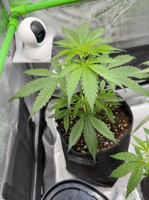 Sweet Seeds Honey Peach Auto / 2026. Week 4