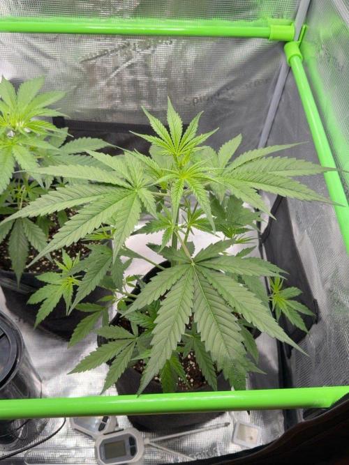 Sweet Seeds Honey Peach Auto / 2026. Week 4