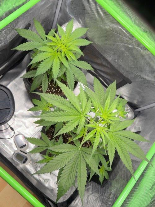 Sweet Seeds Honey Peach Auto / 2026. Week 4