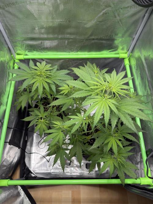 Sweet Seeds Honey Peach Auto / 2026. Week 5