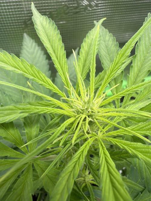 Honey Peach Auto CBD®. Week 6