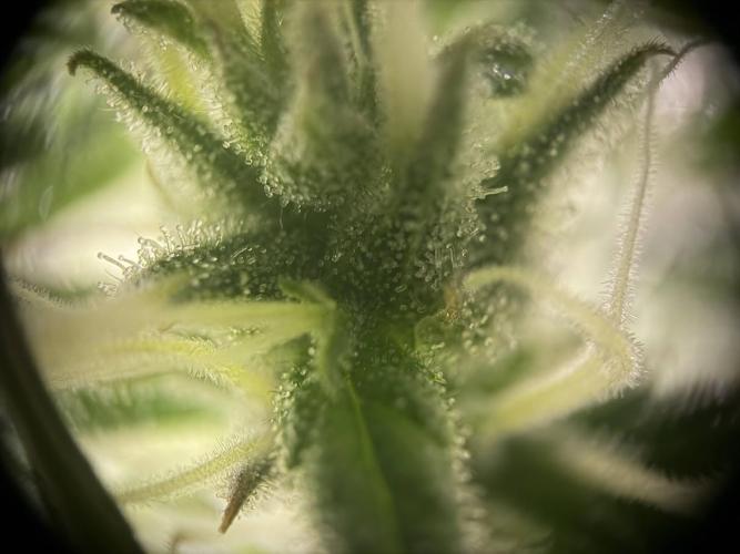 Sweet Seeds Honey Peach Auto / 2026. Week 8