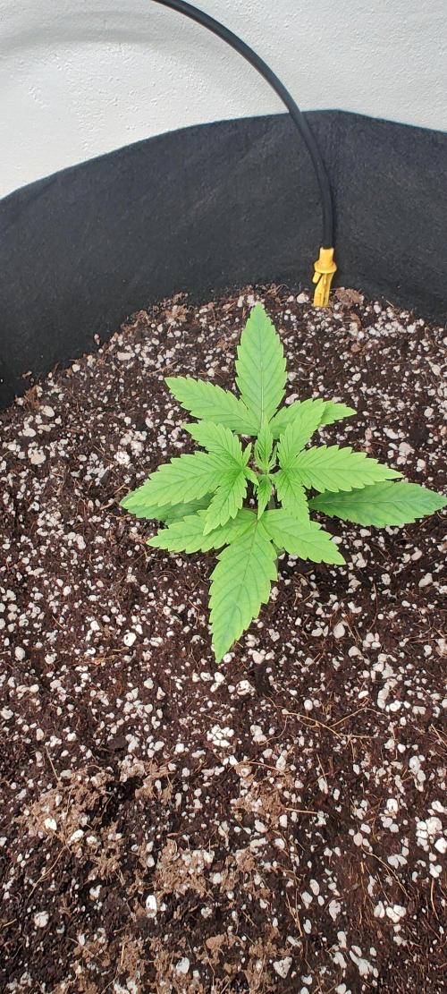 1.legal🍀🤘🍀. Week 1