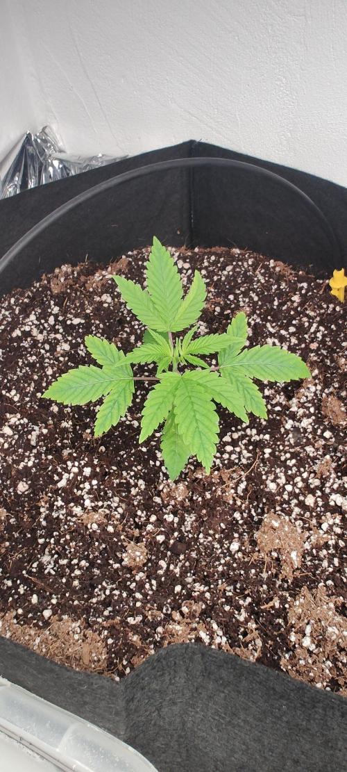 1.legal🍀🤘🍀. Week 1