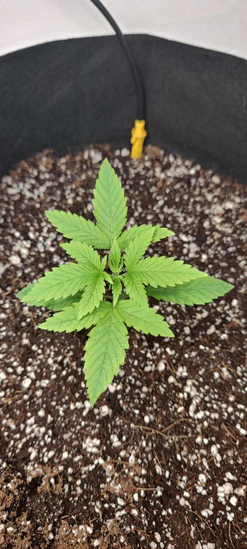 1.legal🍀🤘🍀. Week 1