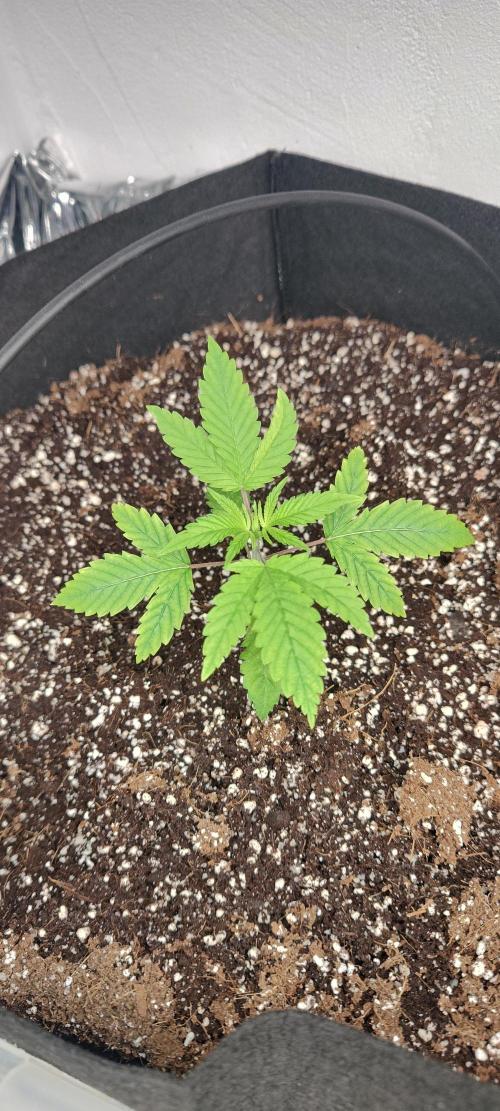 1.legal🍀🤘🍀. Week 1