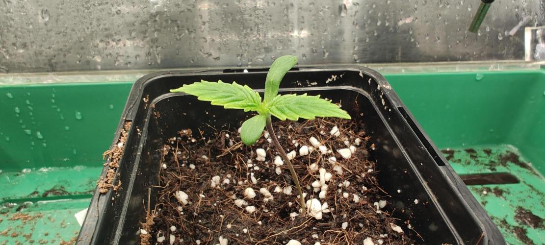 1.legal🍀🤘🍀. Week 1