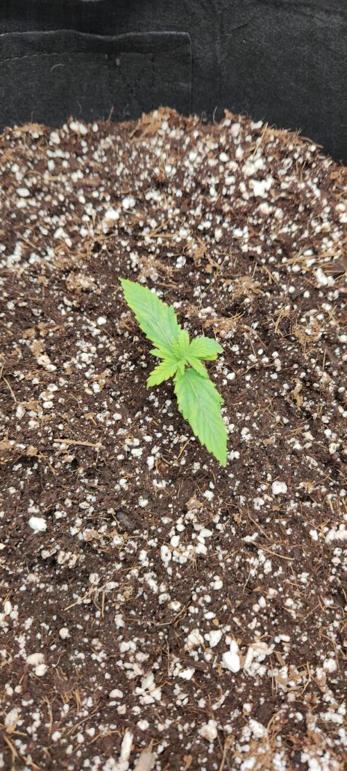 1.legal🍀🤘🍀. Week 1