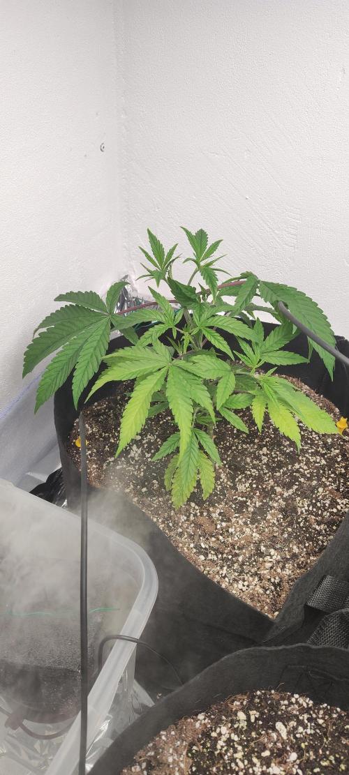 1.legal🍀🤘🍀. Week 2