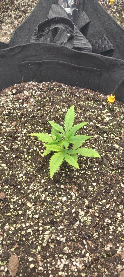 1.legal🍀🤘🍀. Week 2