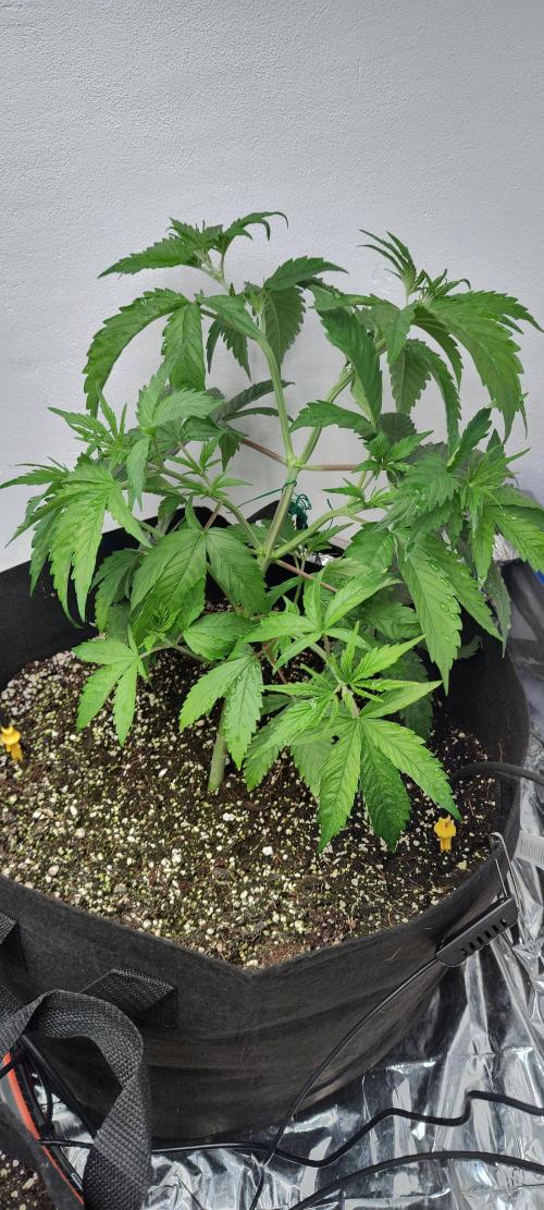 1.legal🍀🤘🍀. Week 3