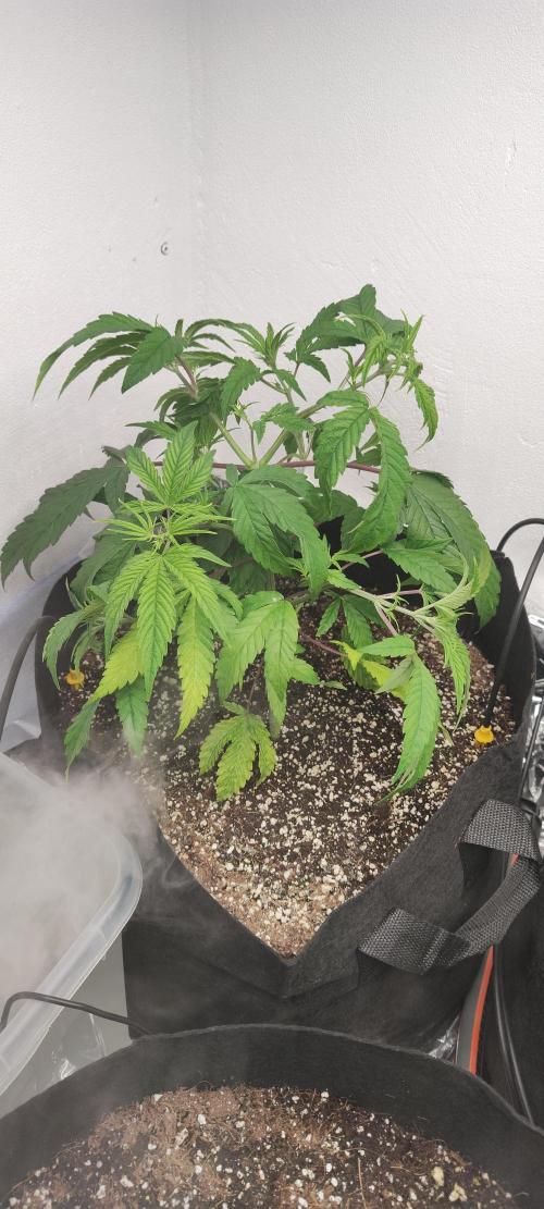 1.legal🍀🤘🍀. Week 3