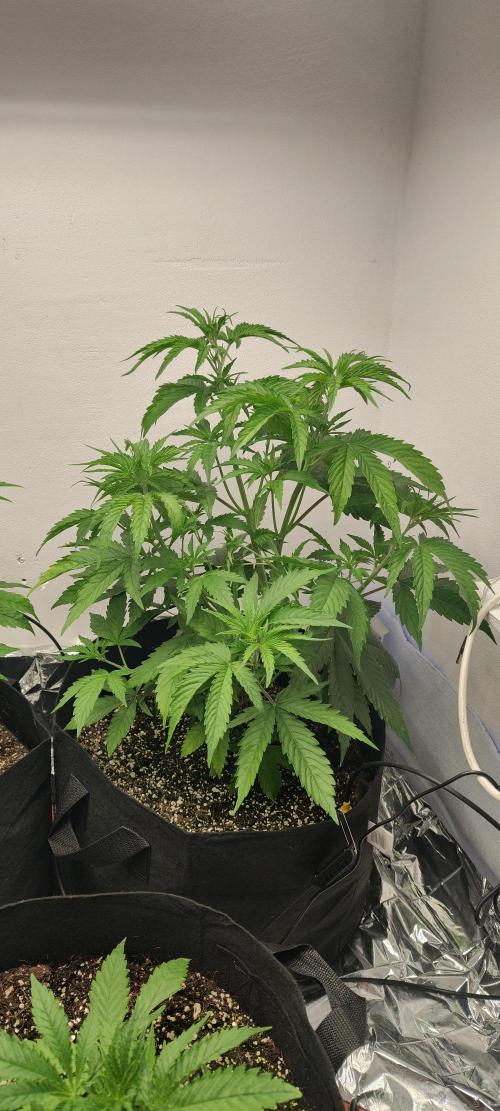 1.legal🍀🤘🍀. Week 4