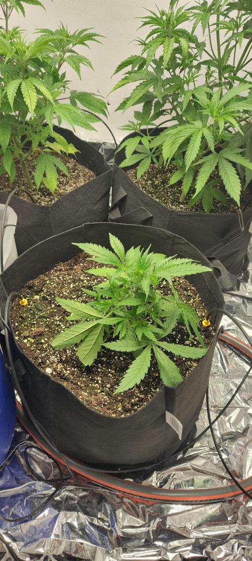 1.legal🍀🤘🍀. Week 4