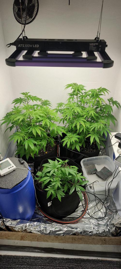 1.legal🍀🤘🍀. Week 5