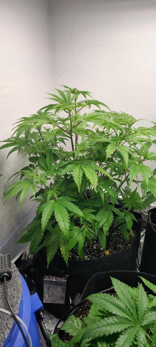 1.legal🍀🤘🍀. Week 5