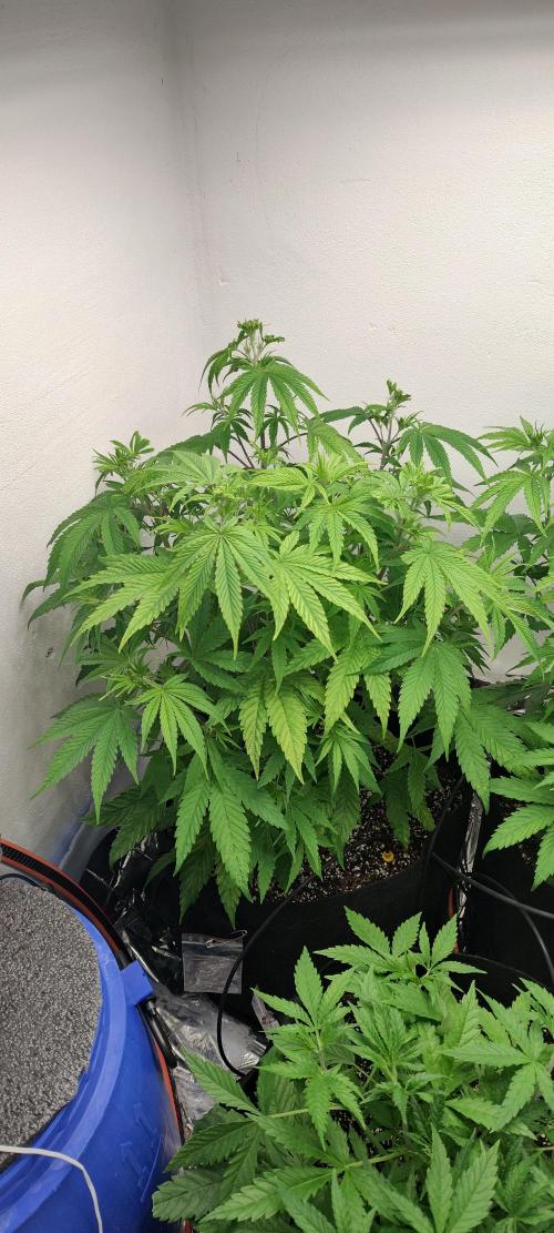 1.legal🍀🤘🍀. Week 6