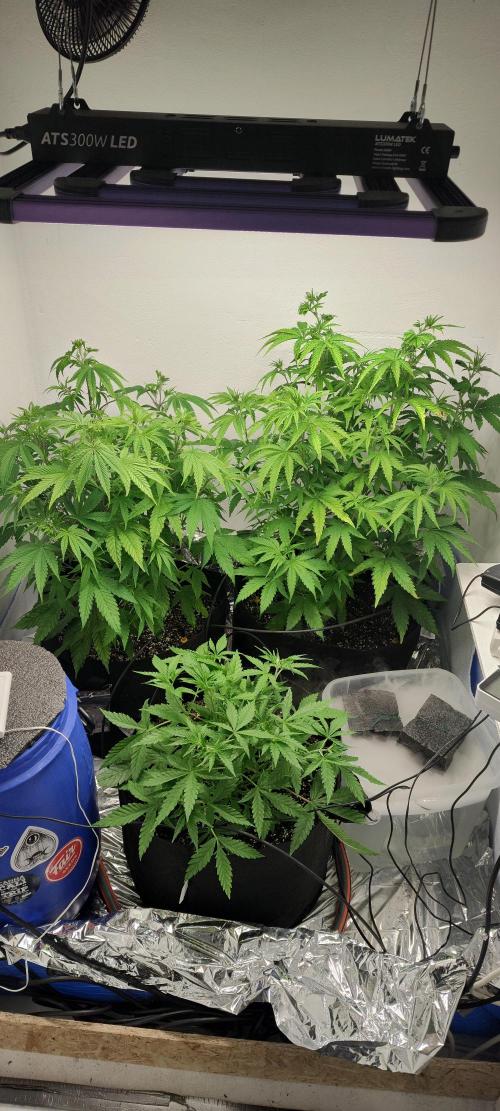 1.legal🍀🤘🍀. Week 6