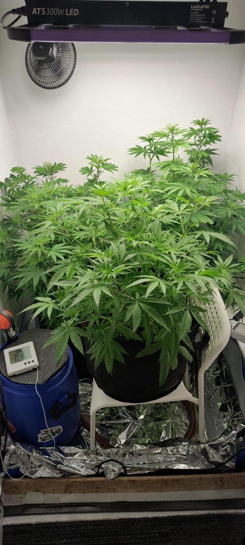 1.legal🍀🤘🍀. Week 7