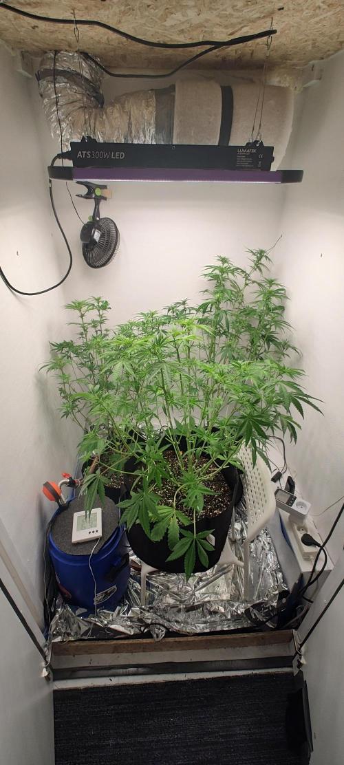 1.legal🍀🤘🍀. Week 7