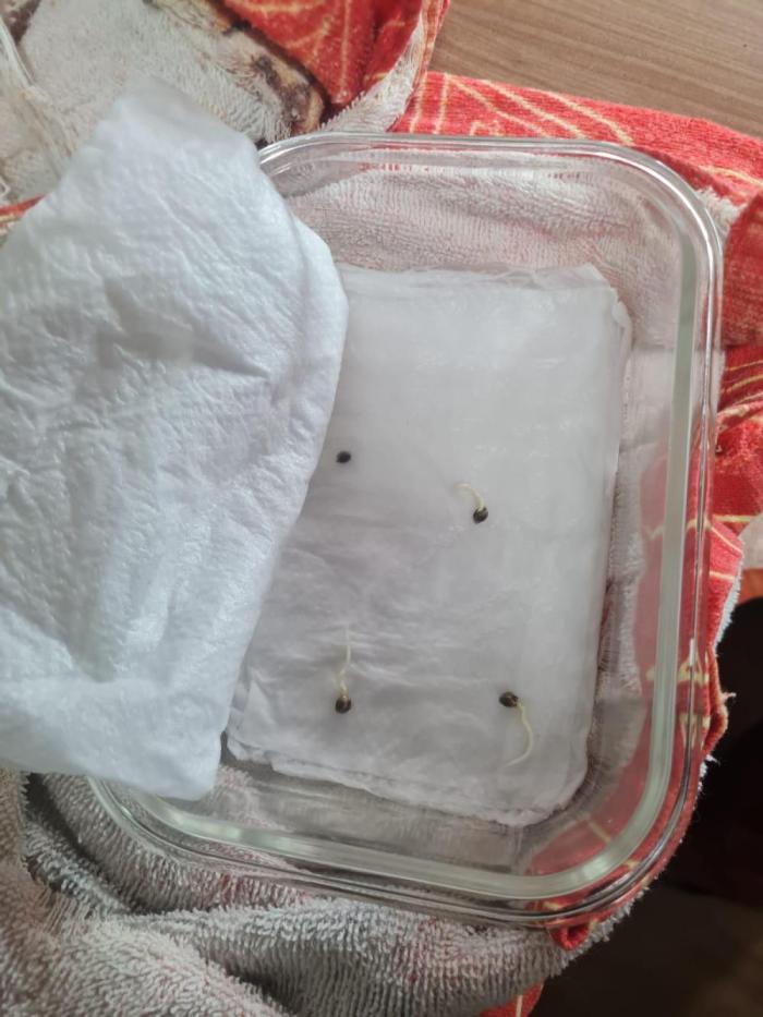 My First Grow. Week 0