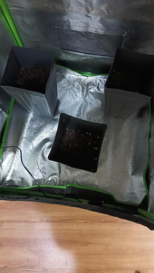 My First Grow. Week 1