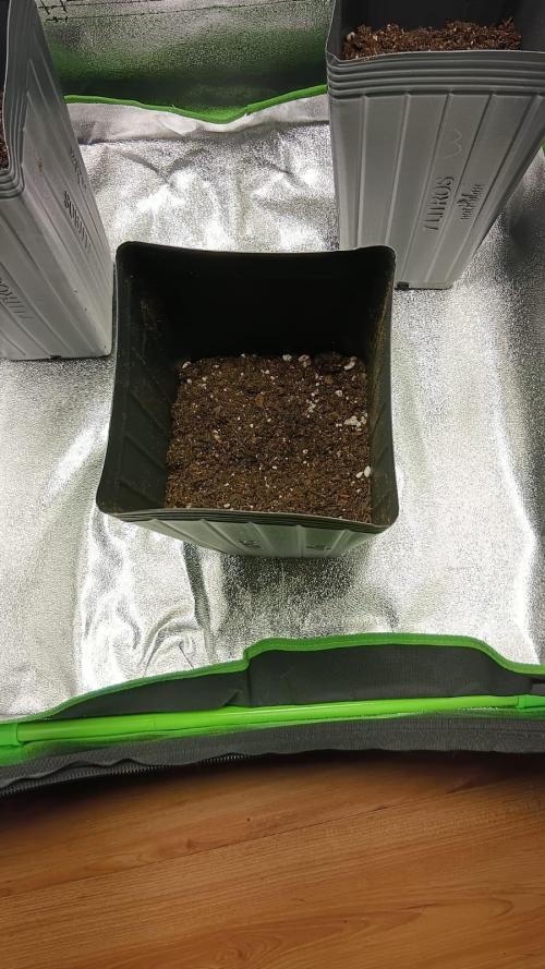 My First Grow. Week 1