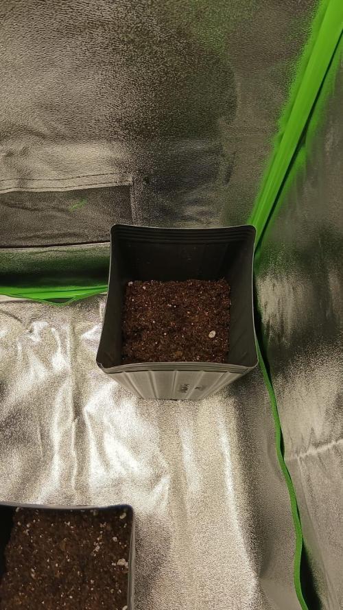 My First Grow. Week 1