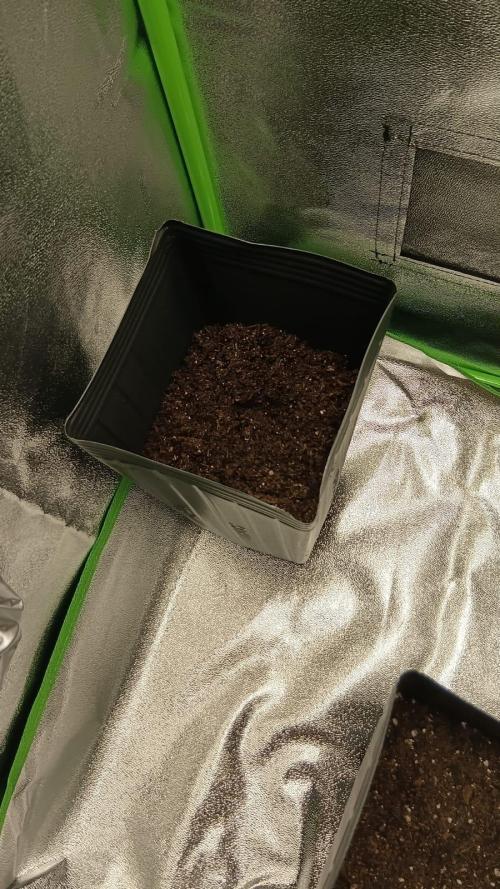 My First Grow. Week 1