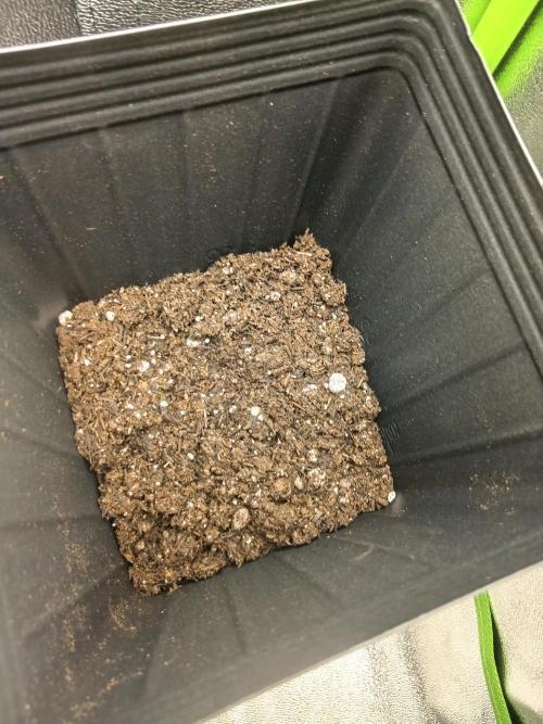 My First Grow. Week 2