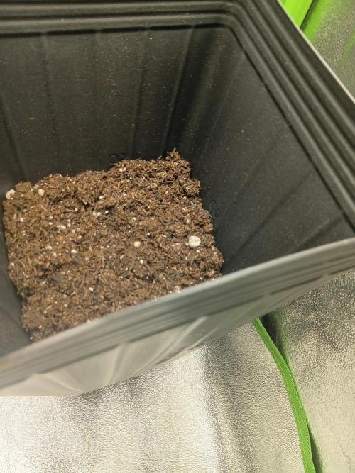 My First Grow. Week 2