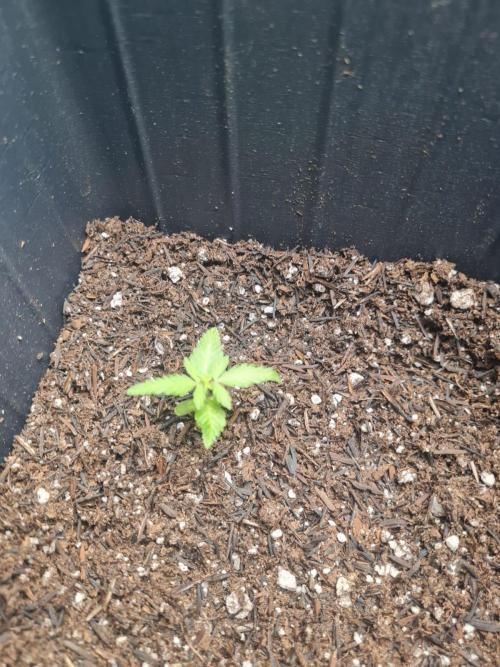 My First Grow. Week 3