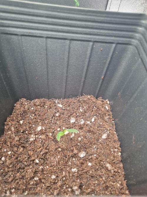 My First Grow. Week 3