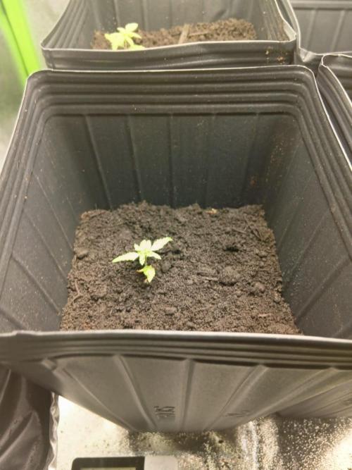 My First Grow. Week 4