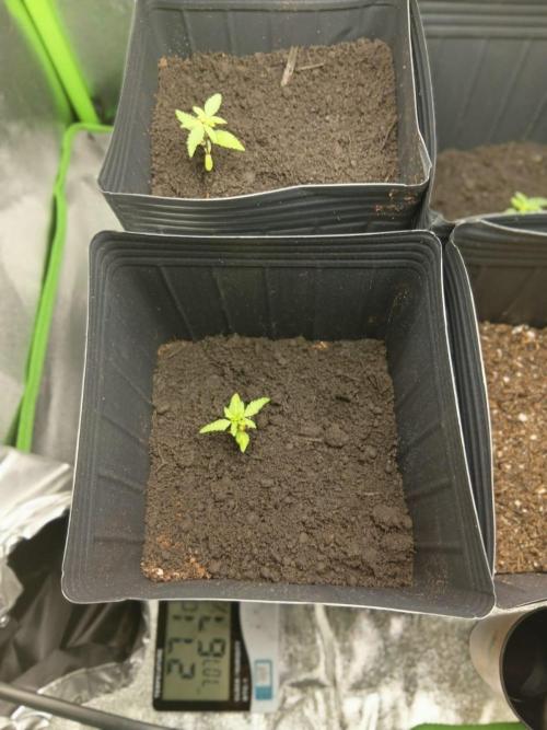 My First Grow. Week 4