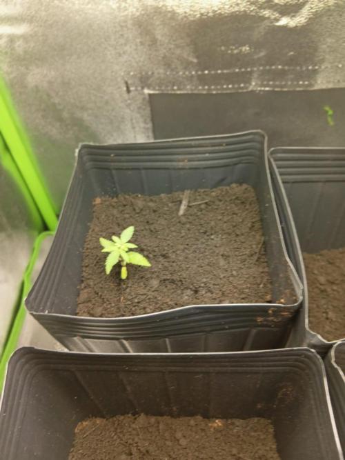 My First Grow. Week 4