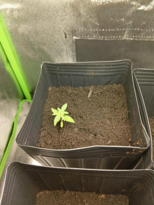 My First Grow. Week 4