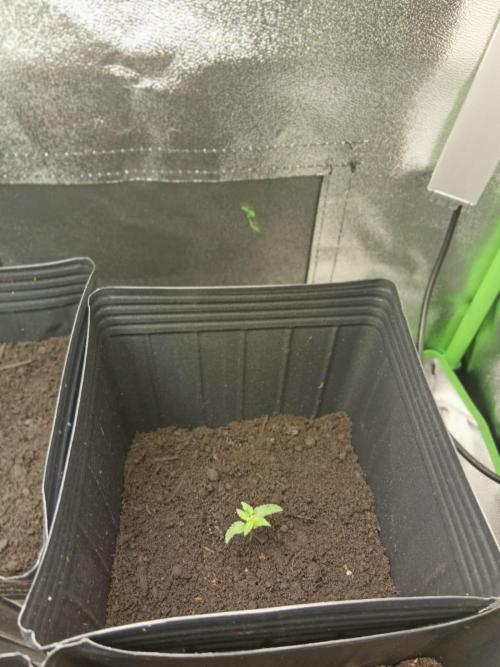 My First Grow. Week 4