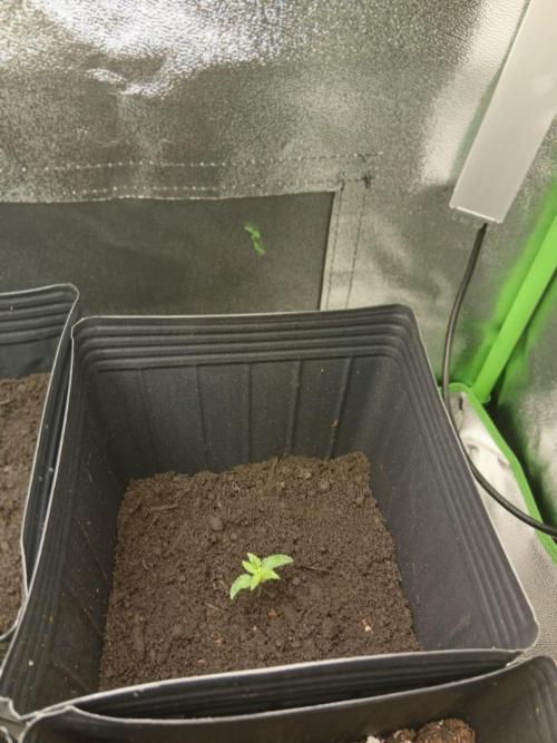 My First Grow. Week 4