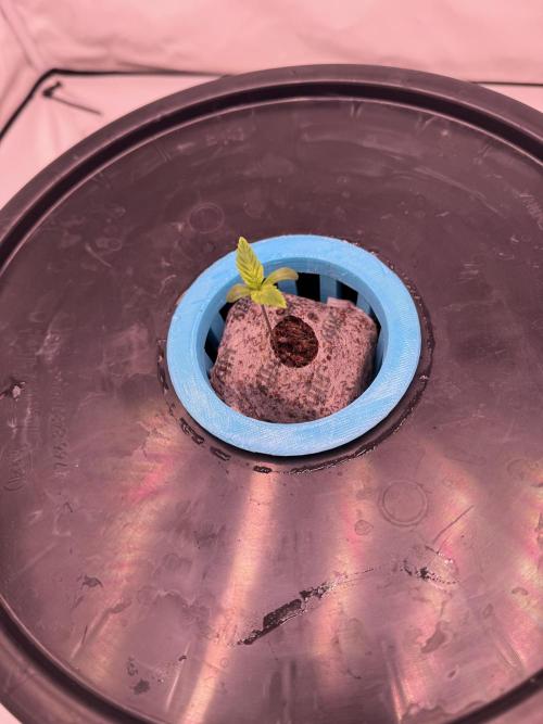 Cherry poppers en HIDROPONIA 1-1 RDWC. Week 1 - vege 3