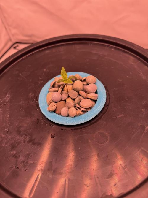 Cherry poppers en HIDROPONIA 1-1 RDWC. Week 1 - vege 3